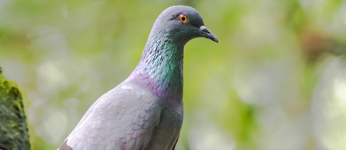 Rock Pigeon (Feral Pigeon) - Abhijith surendran