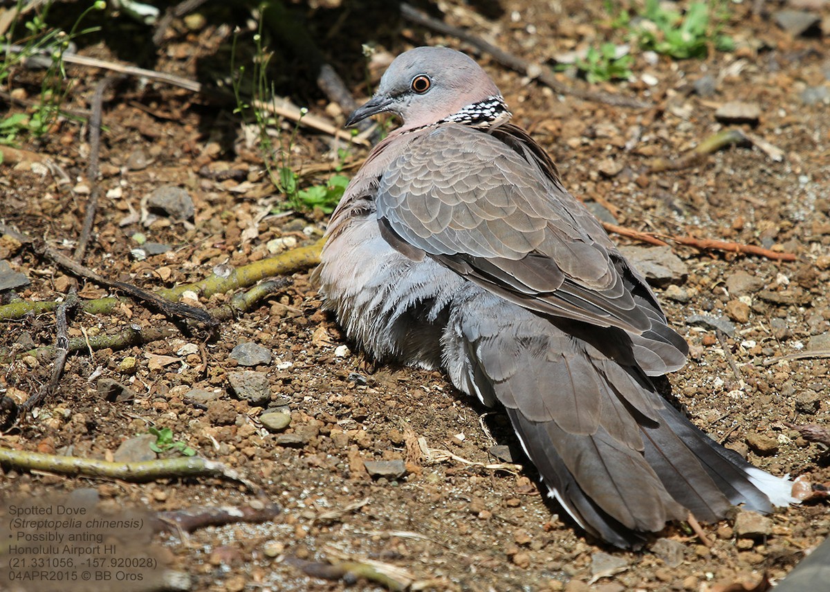Spotted Dove - ML147556681