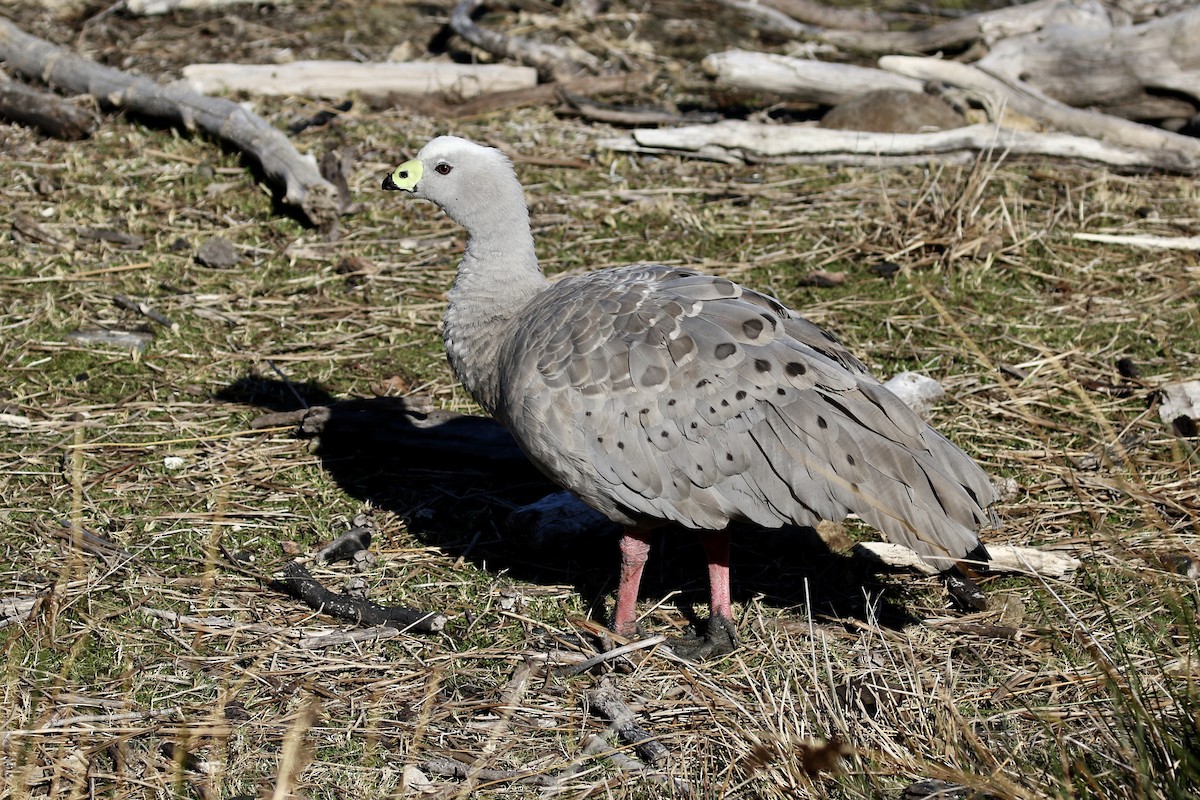 Cape Barren Goose - Russ Morgan