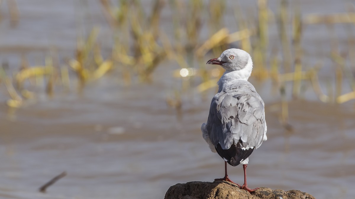 Gray-hooded Gull - H. Çağlar Güngör