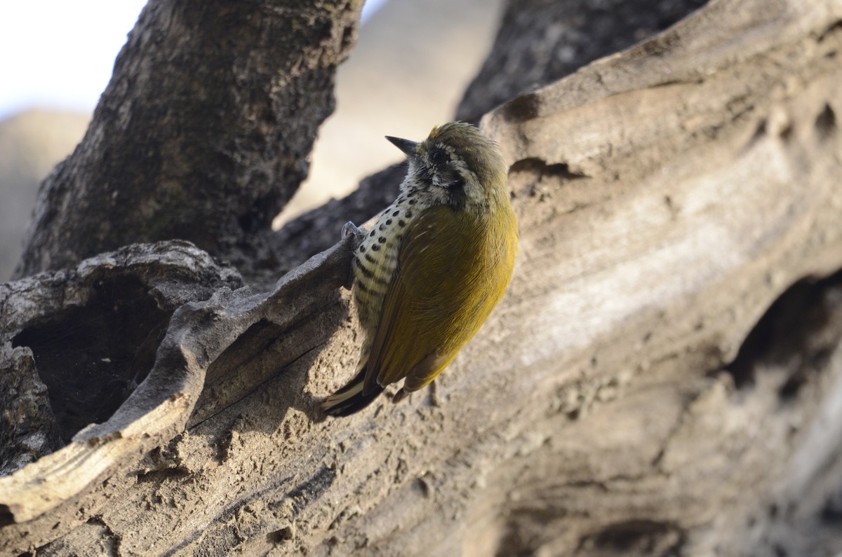 Speckled Piculet - ML147561041