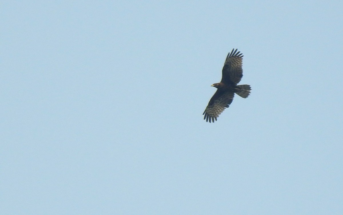 Oriental Honey-buzzard (Northern) - ML147562961