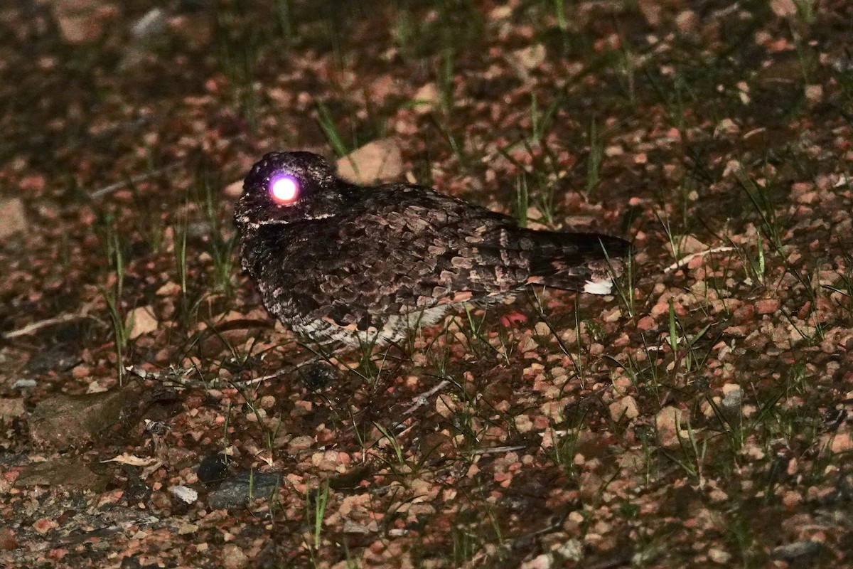 Common Poorwill - Mark Forney