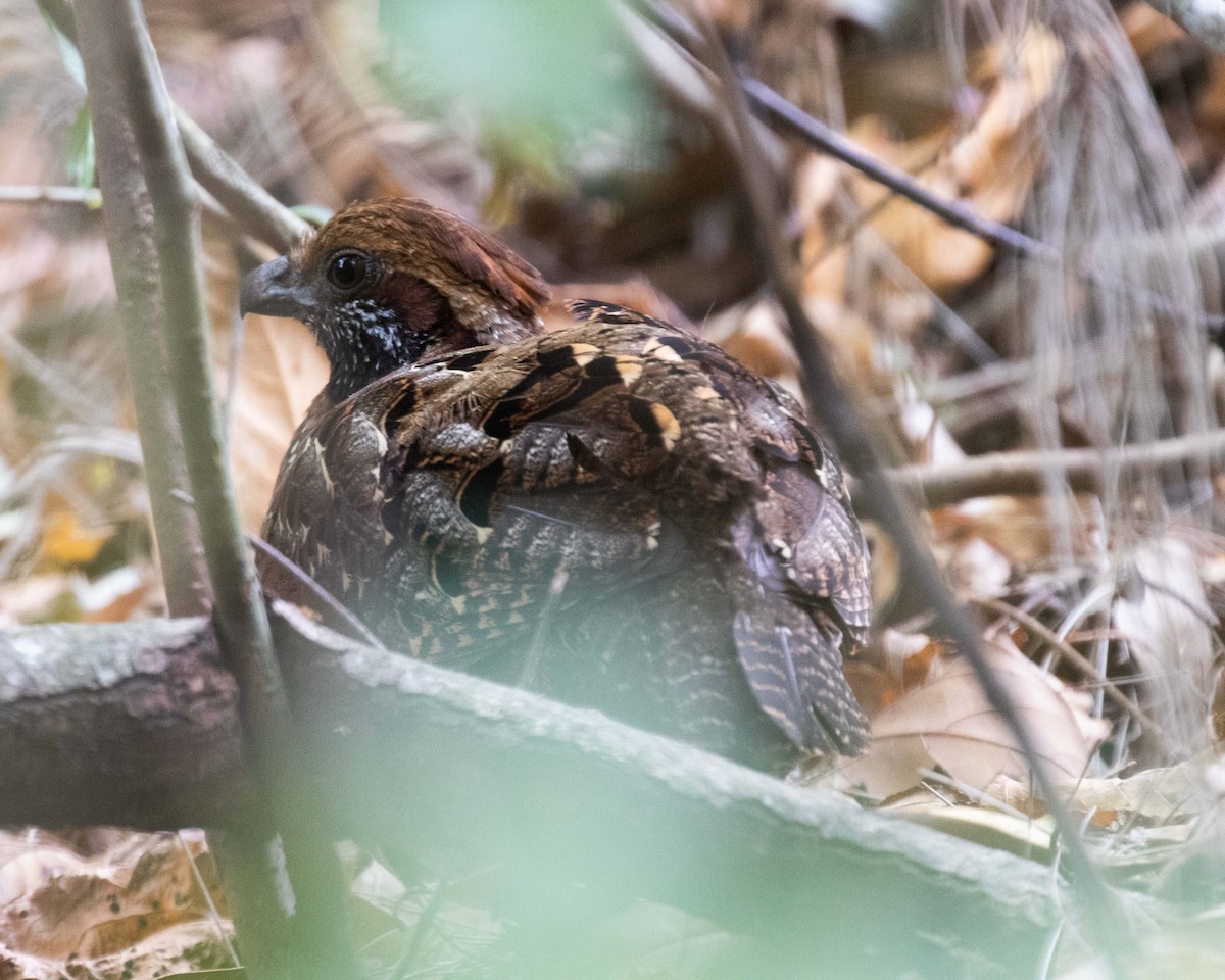 Spotted Wood-Quail - Dixie Sommers