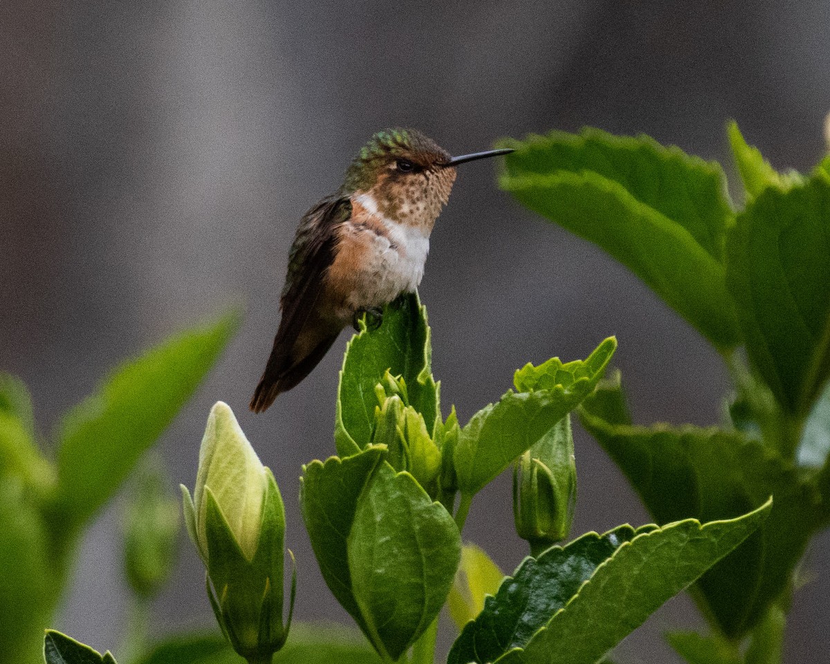 Scintillant Hummingbird - Dixie Sommers