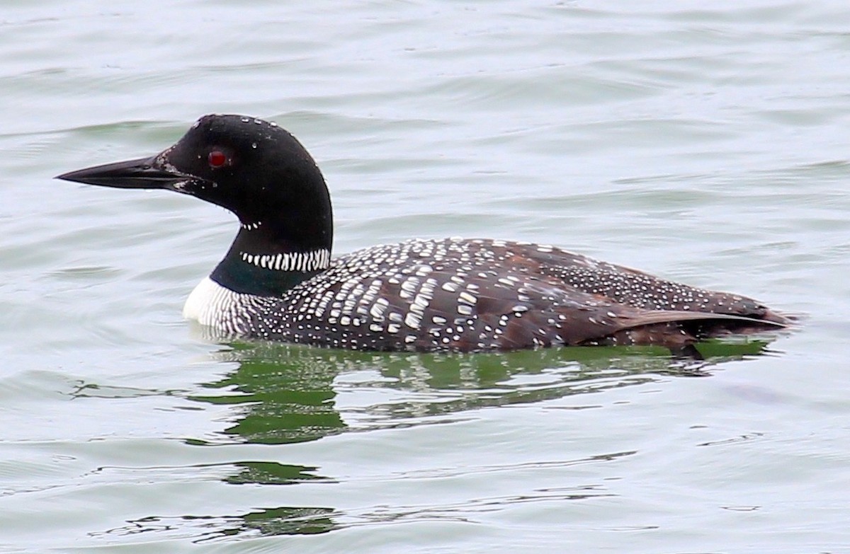 Common Loon - Janet Kelly
