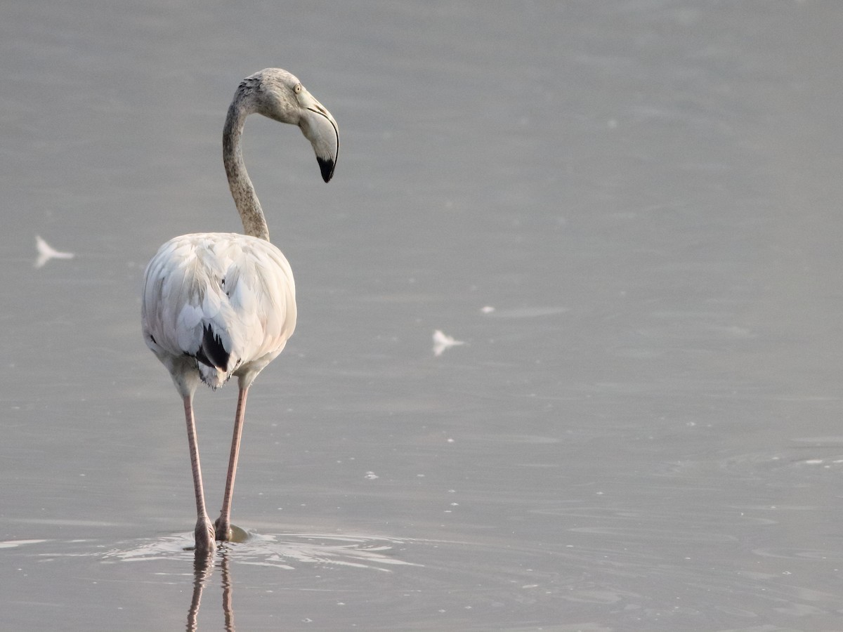 Greater Flamingo - Shekar Vishvanath
