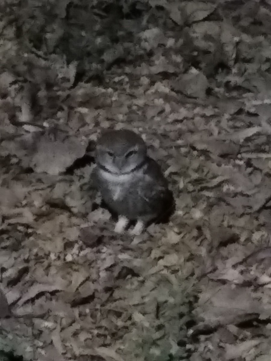 Spotted Owlet - Ramaswamy V