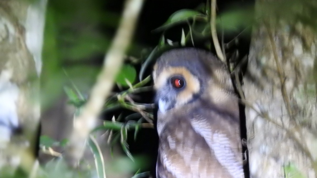 Brown Wood-Owl - Ashwin R