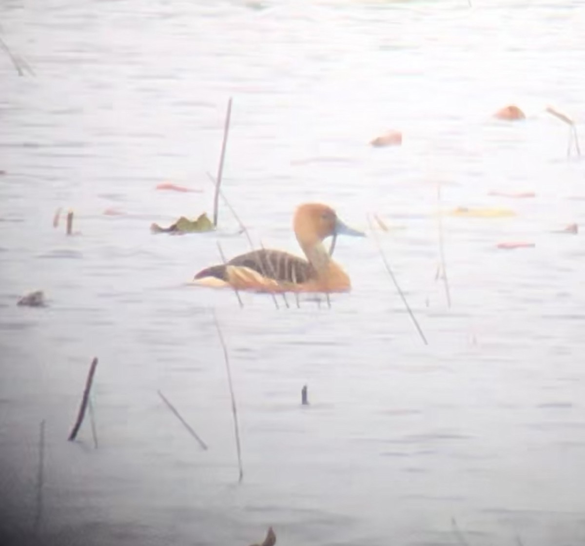 Fulvous Whistling-Duck - ML147588171