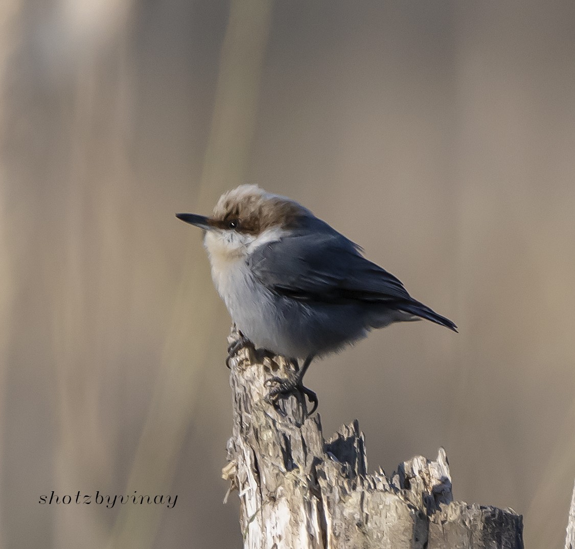 Brown-headed Nuthatch - ML147589911