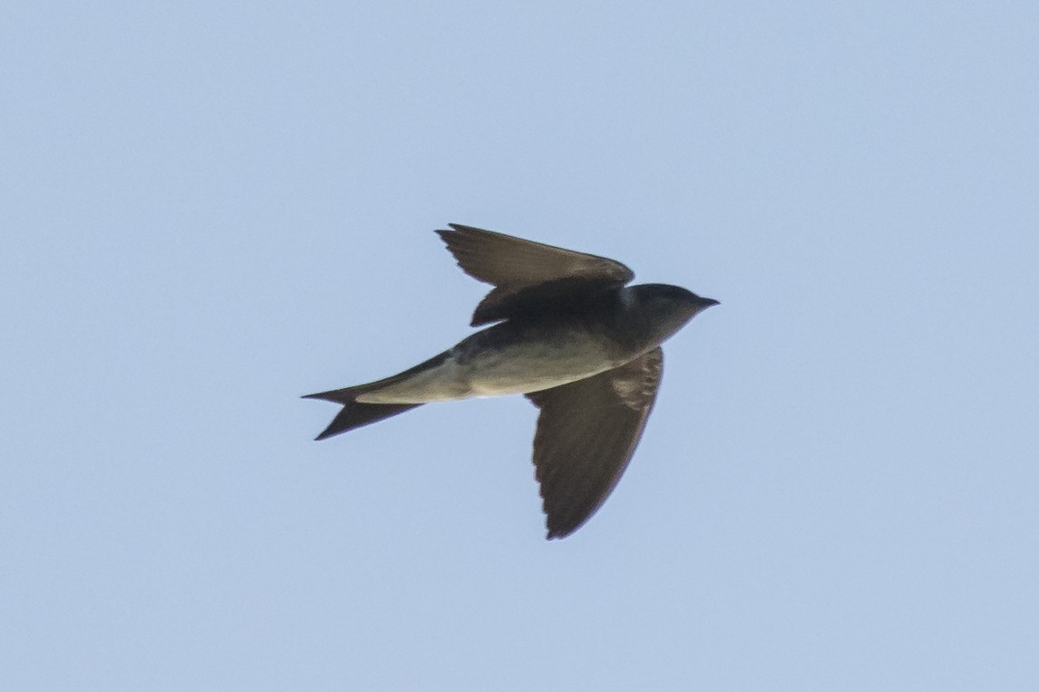 Northern Rough-winged Swallow - ML147591571
