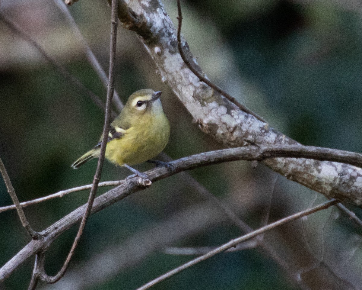 Yellow-winged Vireo - Dixie Sommers