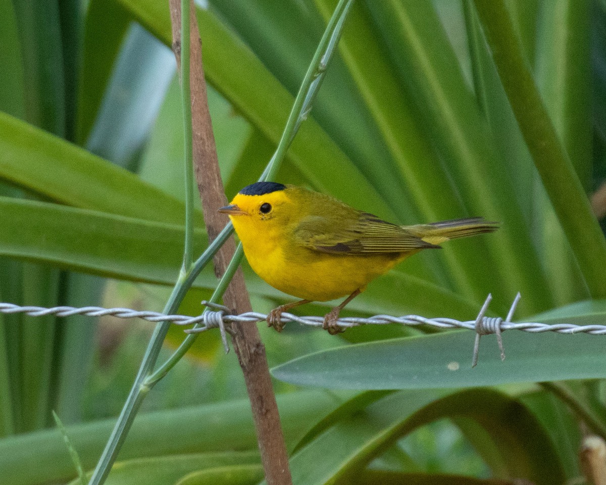 Wilson's Warbler - Dixie Sommers