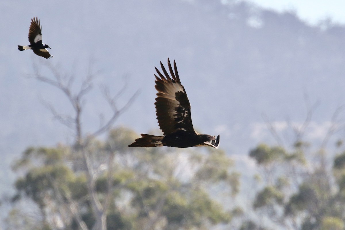 Wedge-tailed Eagle - ML147601611
