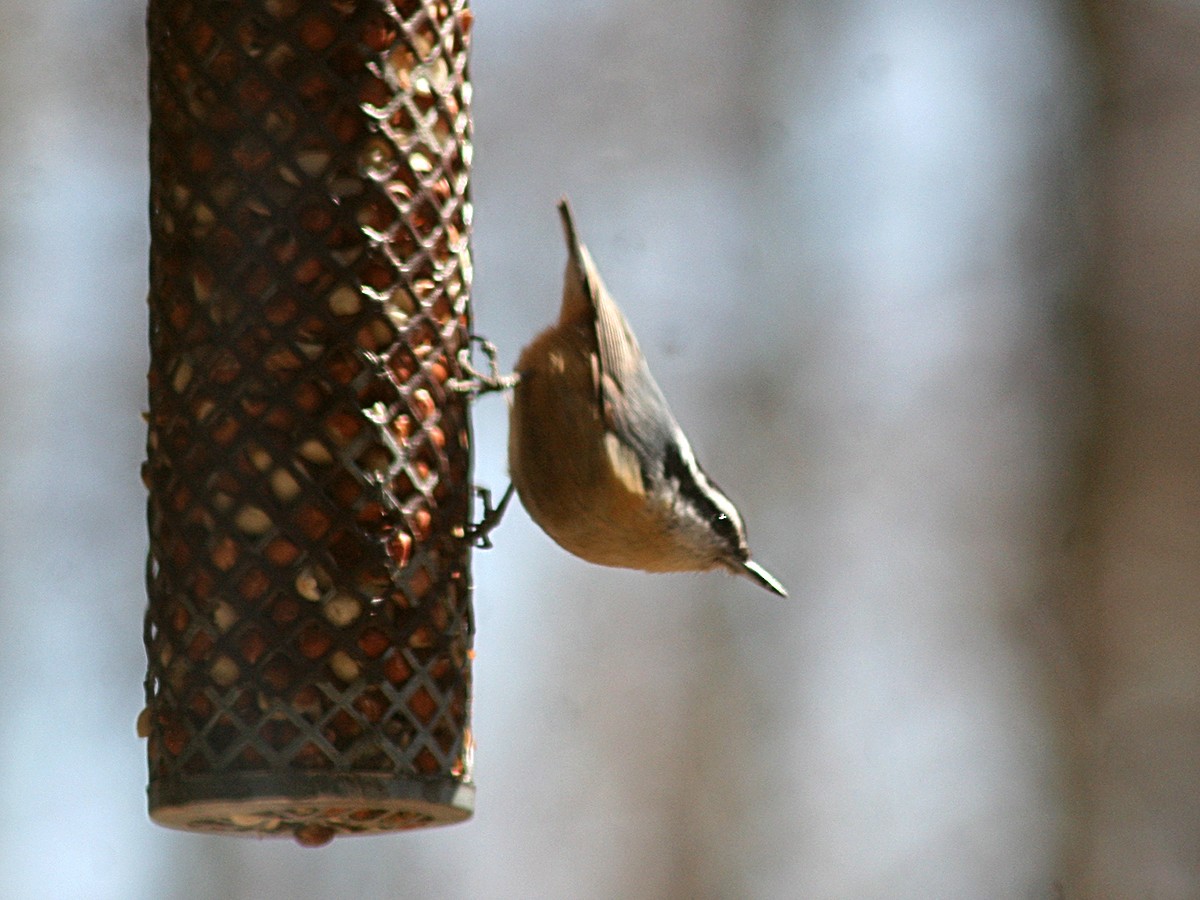 Red-breasted Nuthatch - ML147601851