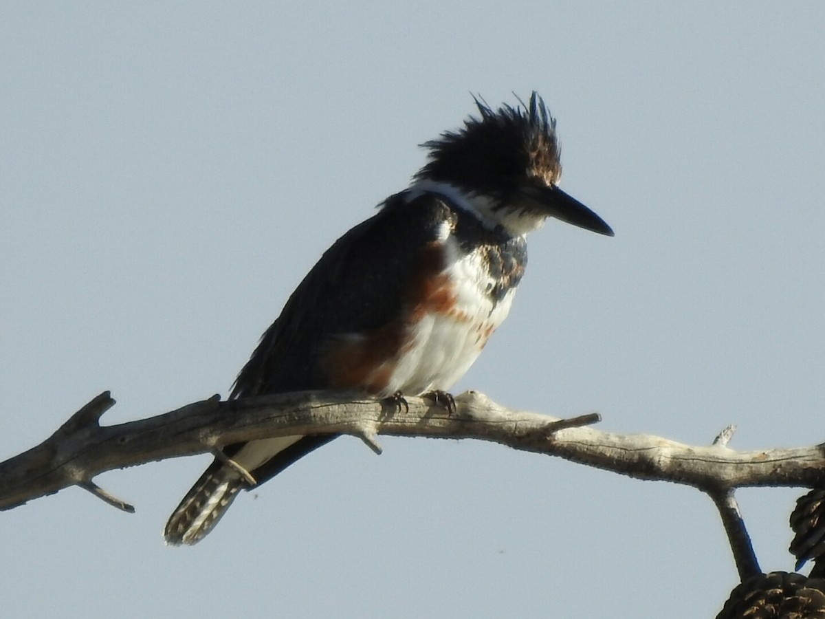 Belted Kingfisher - ML147605041