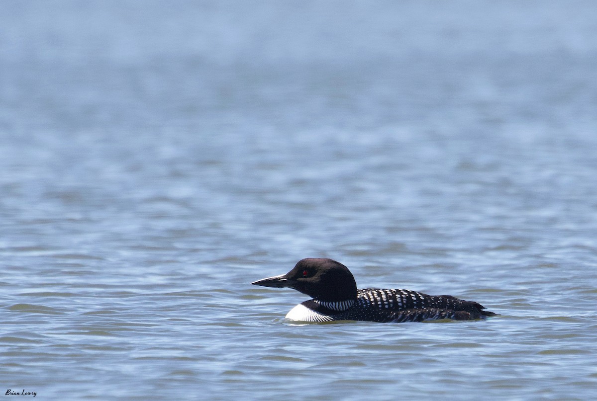 Common Loon - Brian Lowry