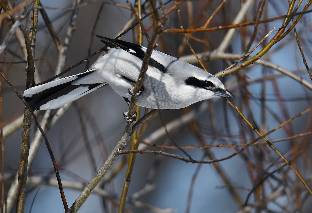 Northern Shrike - André Lanouette