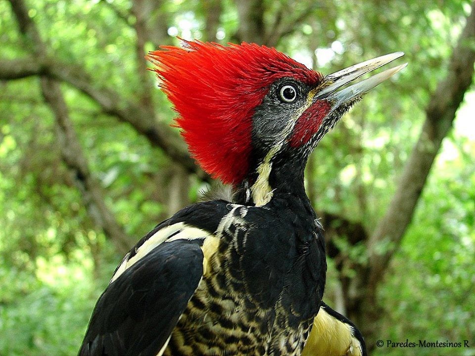 Lineated Woodpecker - Rafael Paredes Montesinos