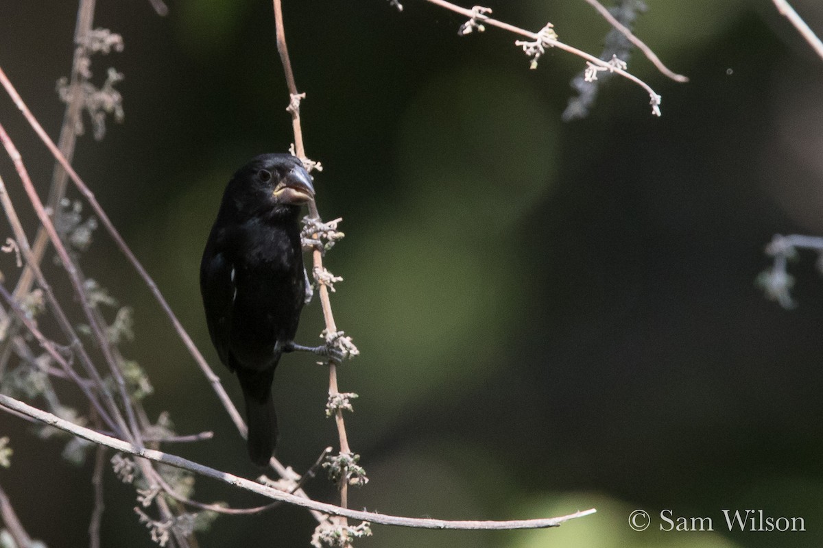 Thick-billed Seed-Finch - ML147607471