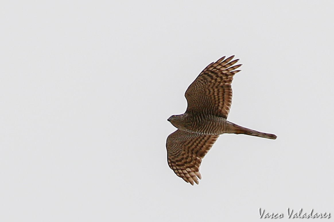 Eurasian Sparrowhawk - Vasco Valadares