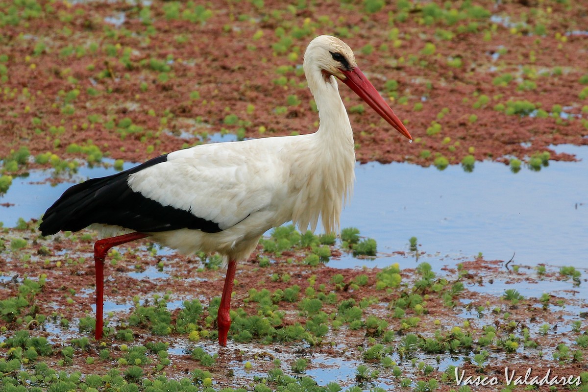 White Stork - Vasco Valadares