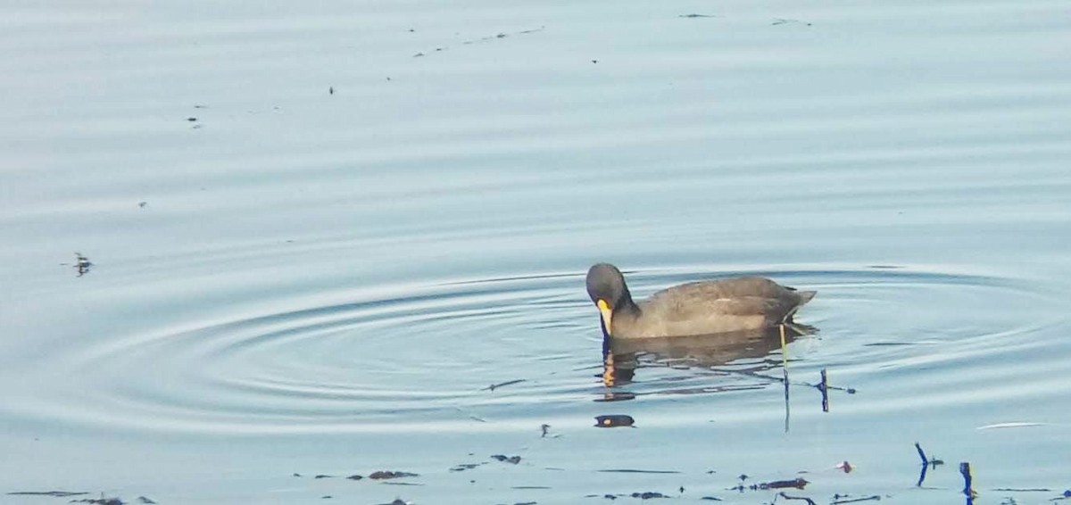 White-winged Coot - ML147611301
