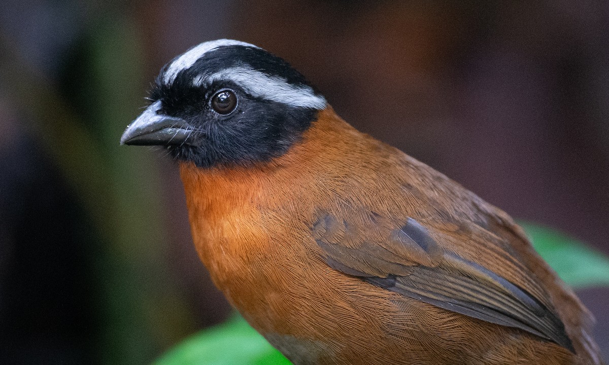 Tanager Finch - ML147612421