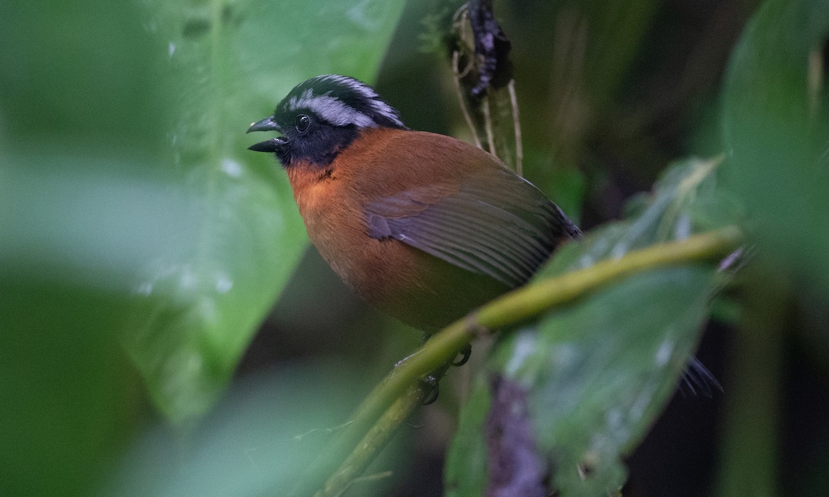 Tanager Finch - ML147612431