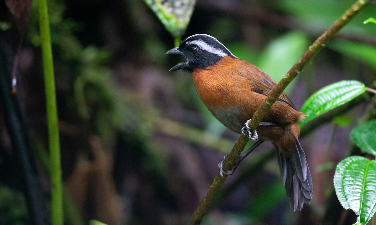 Tanager Finch - ML147612441