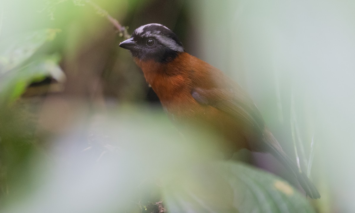 Tanager Finch - ML147612521