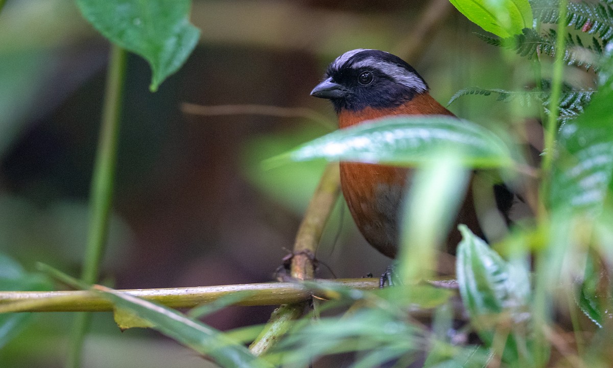 Tanager Finch - ML147612591