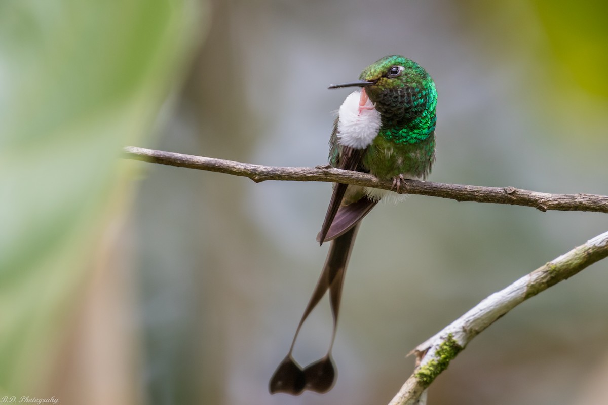 White-booted Racket-tail - Blair Dudeck