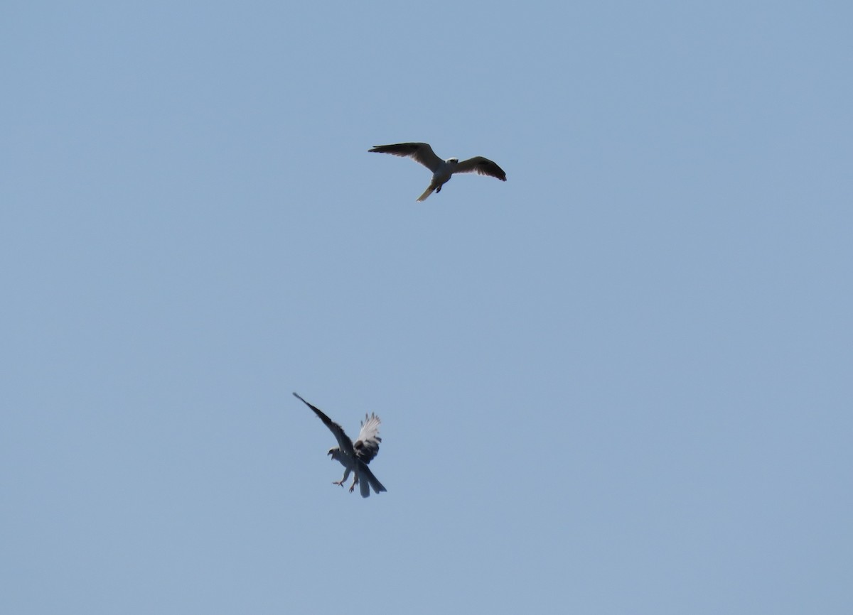 White-tailed Kite - ML147613841