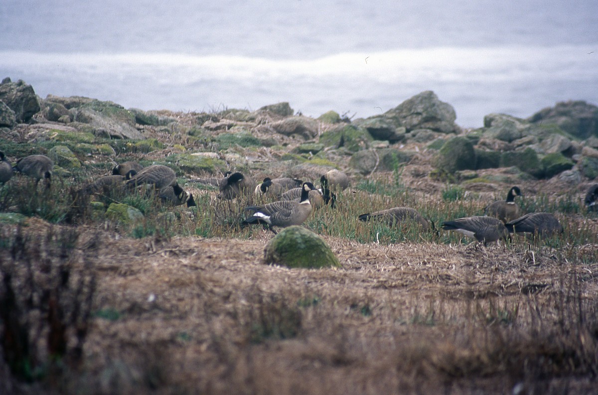Cackling Goose (Aleutian) - Kristie Nelson