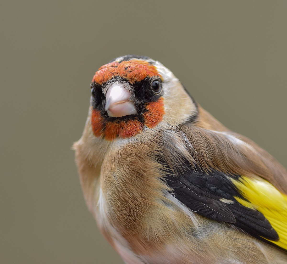 European Goldfinch - Bethan Clyne