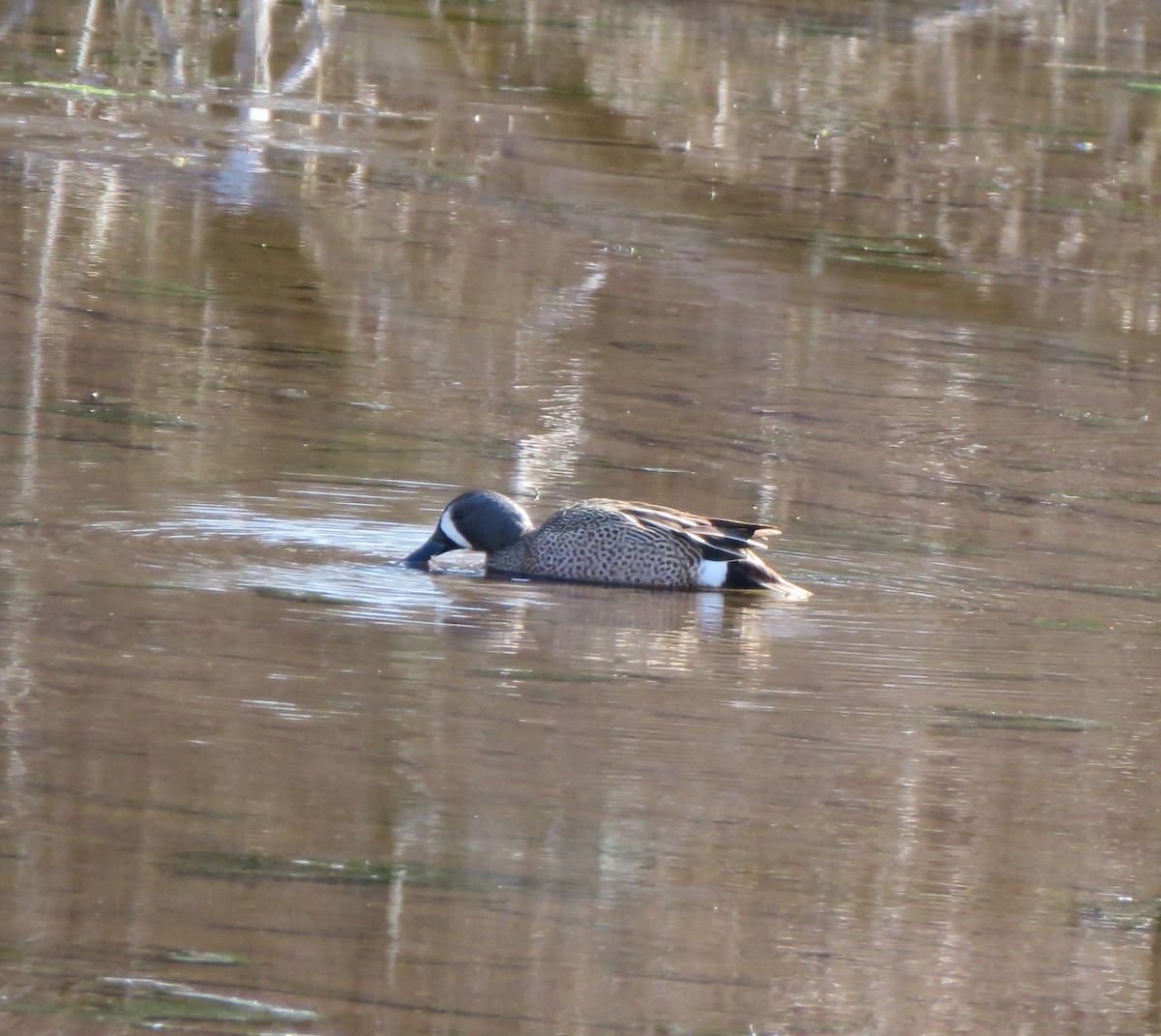 Blue-winged Teal - ML147615321