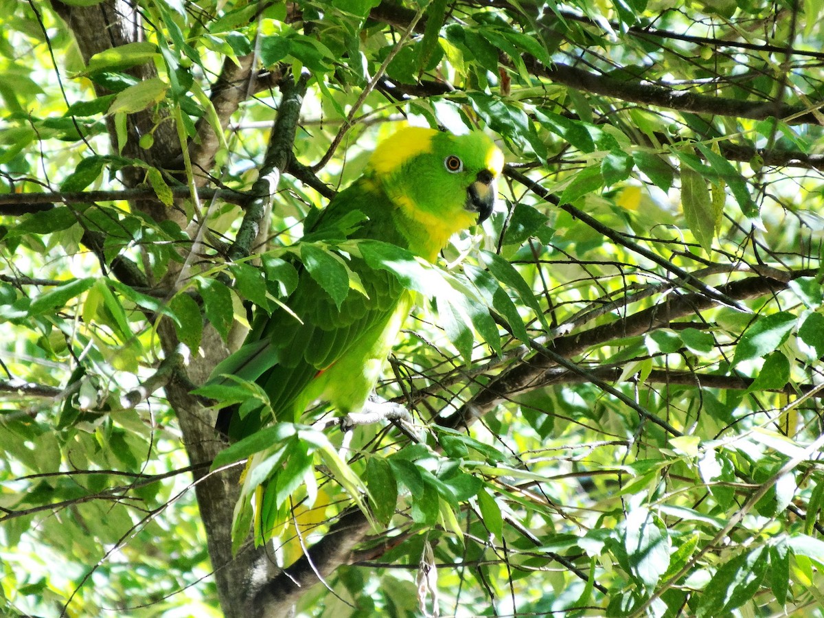 Yellow-naped Parrot - ML147618431