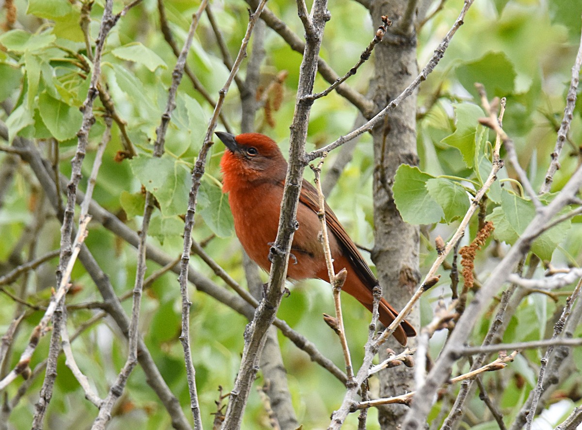 Hepatic Tanager - ML147619891