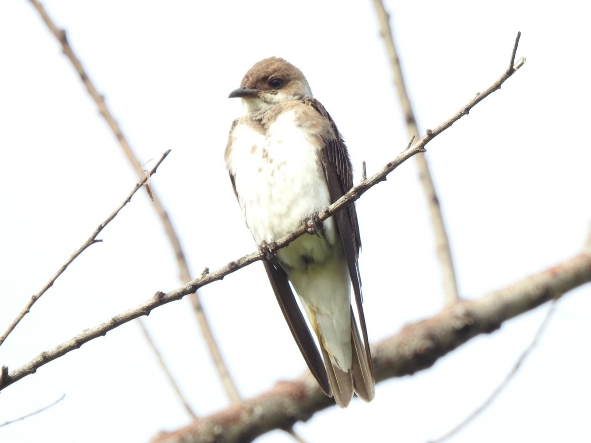 Brown-chested Martin - ML147620971
