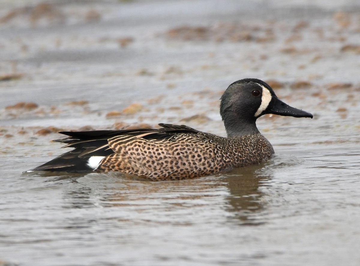 Blue-winged Teal - ML147622231