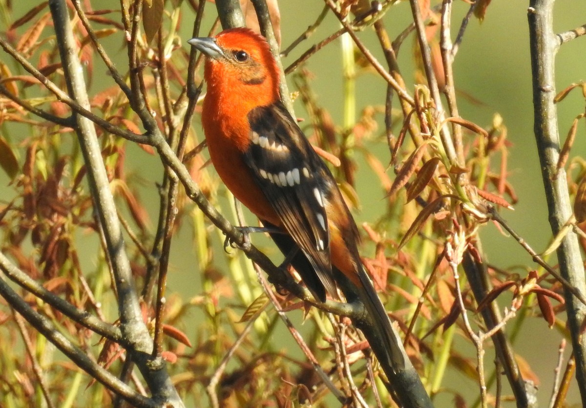 Flame-colored Tanager - ML147625441