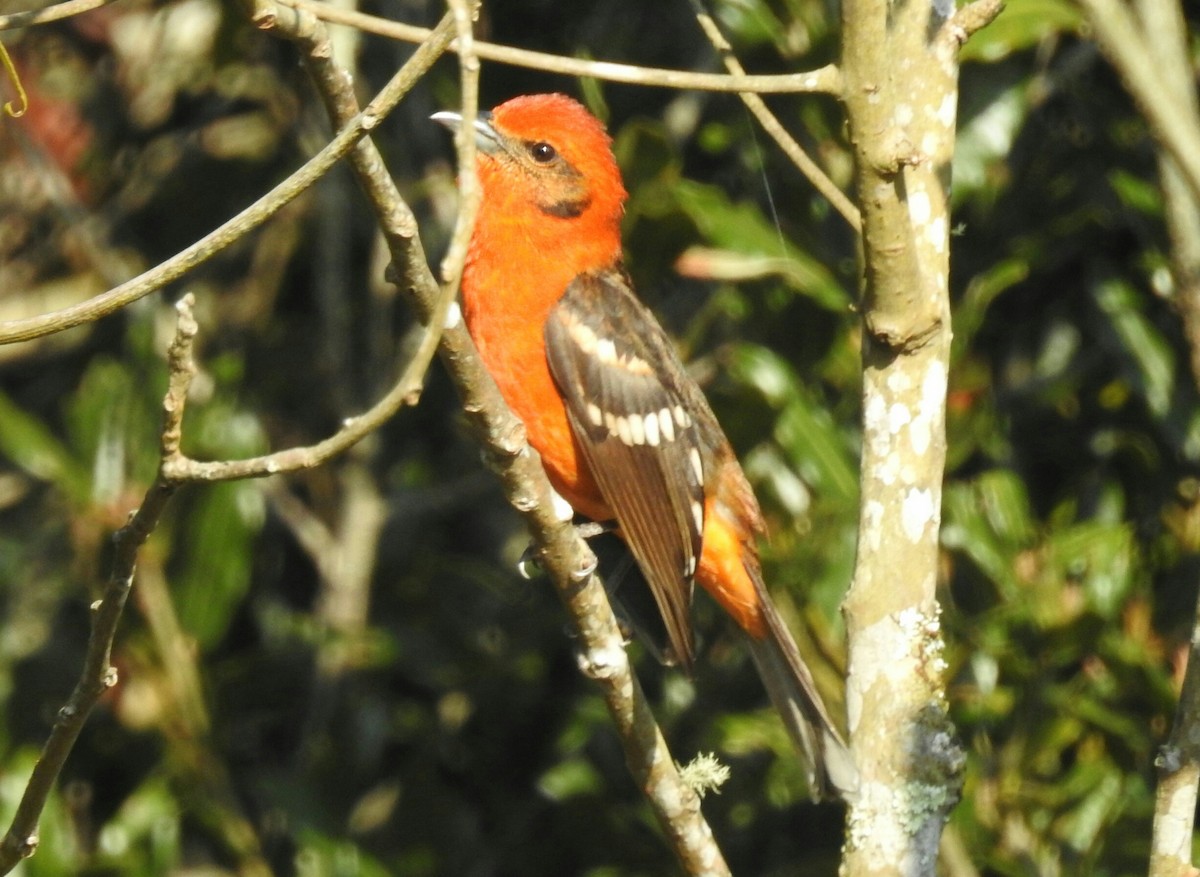 Flame-colored Tanager - ML147625461