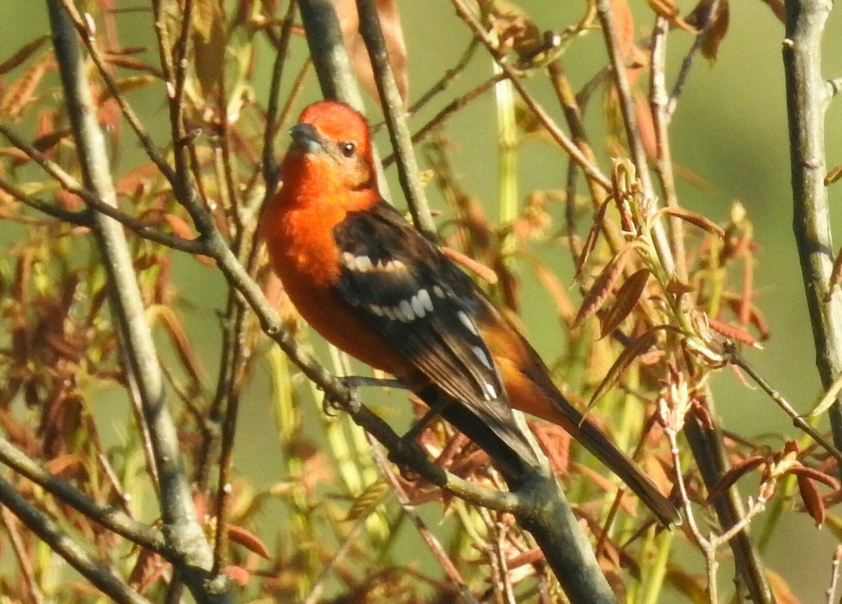 Flame-colored Tanager - ML147625631