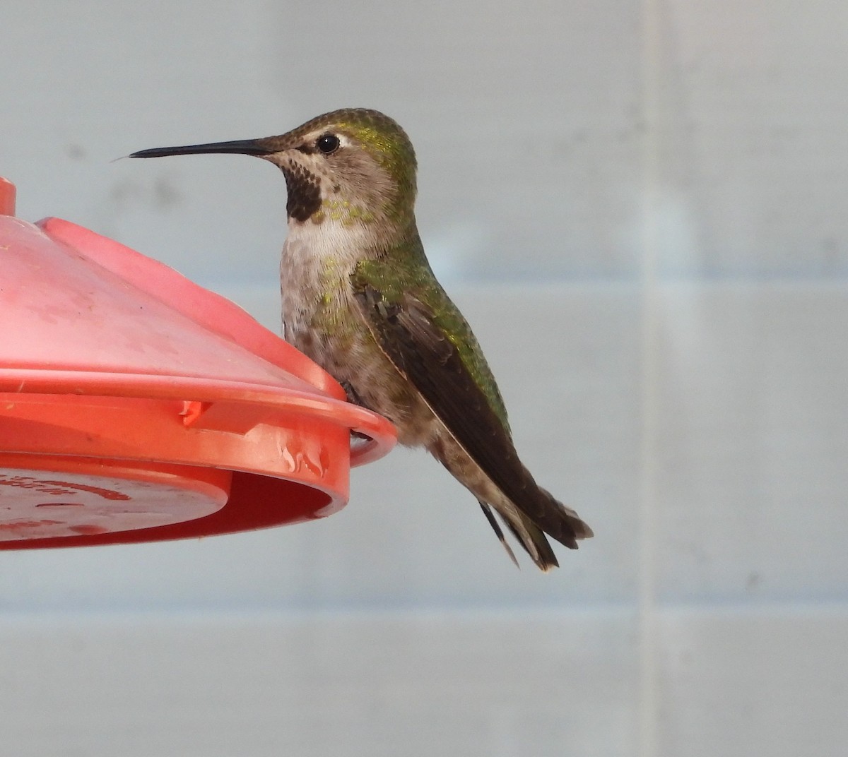 Anna's Hummingbird - Dale Floer