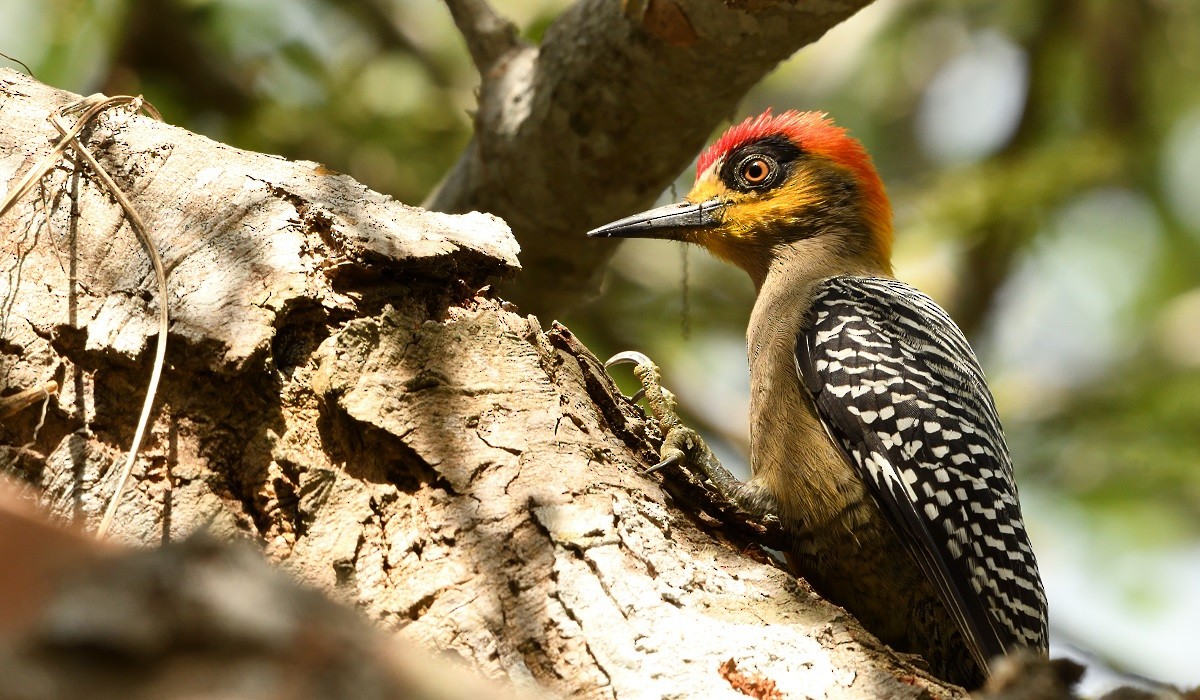 Golden-cheeked Woodpecker - Antonio Robles