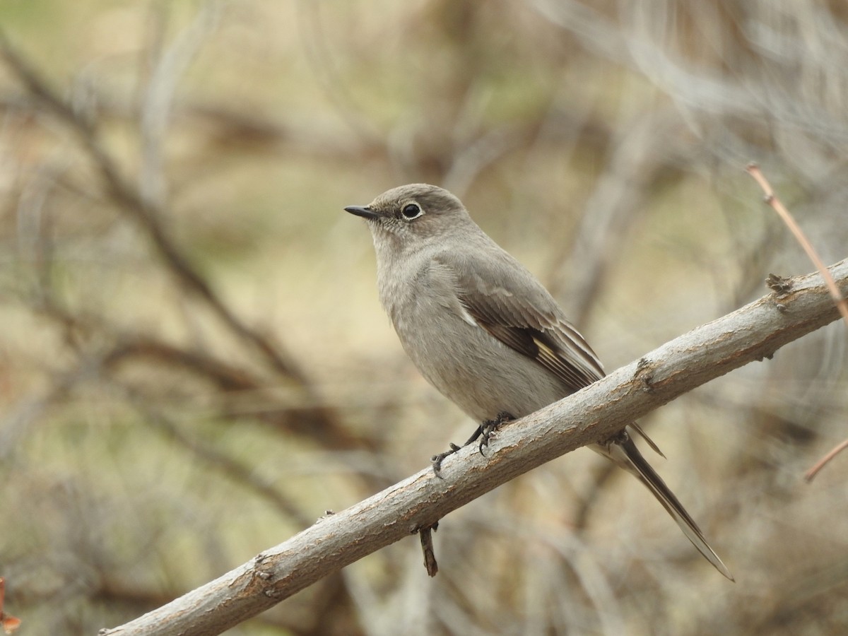 Townsend's Solitaire - Mary Rumple