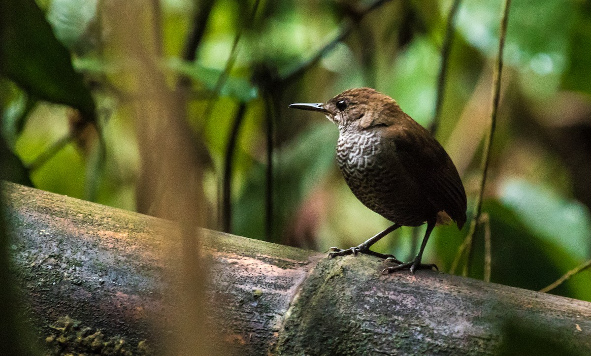 Scaly-breasted Wren - ML147630151