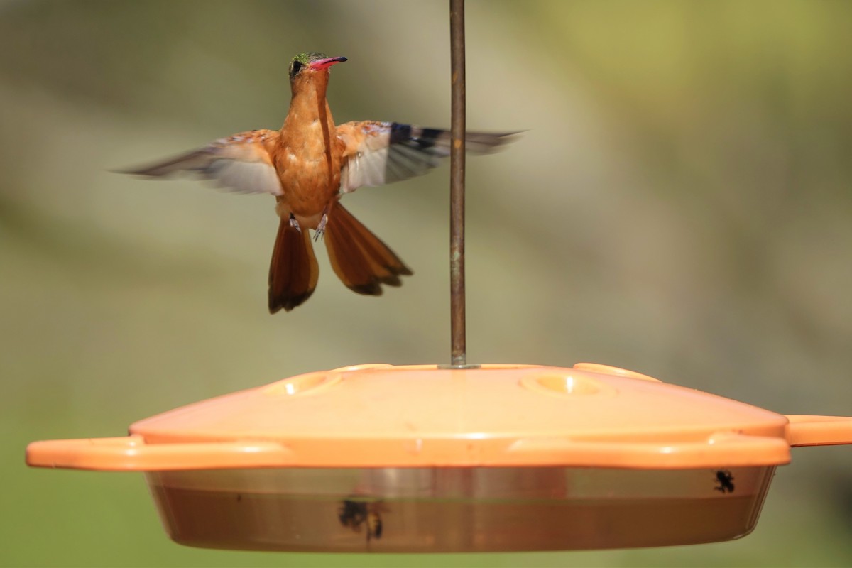kolibřík ryšavý - ML147634981